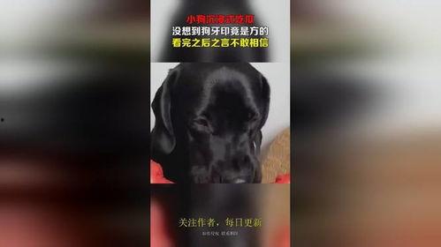 沉浸式狗狗吃瓜,萌态百出，笑料连连